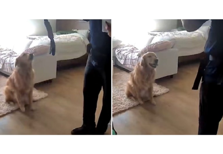 Perrito se hace viral por recibir a “intruso” con amor en vez de proteger su casa