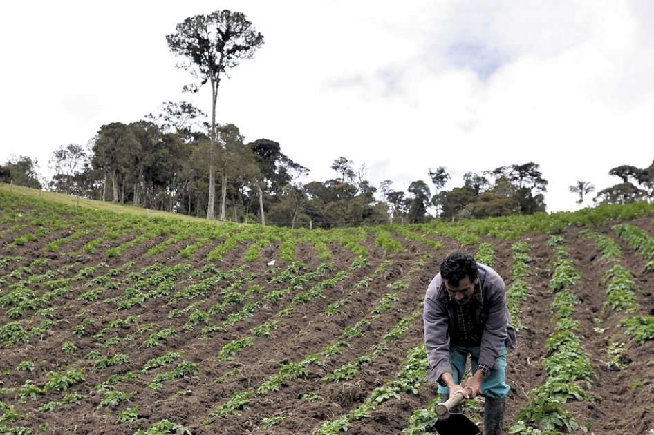 En 2019 se censó al campesinado y en 2020 se divulgaron los resultados de la Encuesta Nacional Agraria, que identificó el 31 % de la población se reconoce como campesina. /Archivo