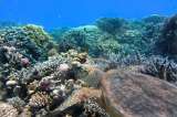 Belice ignora medidas para proteger la mayor barrera de coral del hemisferio: WWF