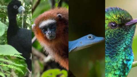 En el día de la independencia de Colombia: cinco animales que son orgullo nacional
