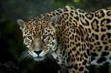 Indignación por jaguar asesinado en Puerto Asís, Putumayo