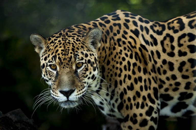 Indignación por jaguar asesinado en Puerto Asís, Putumayo