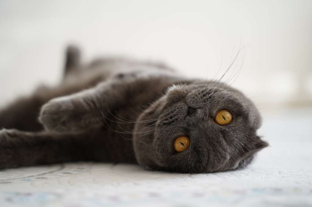 Gato fold escocés
