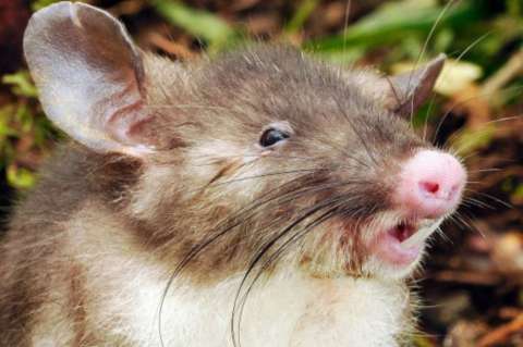 Descubren nueva especie de rata carnívora en Indonesia