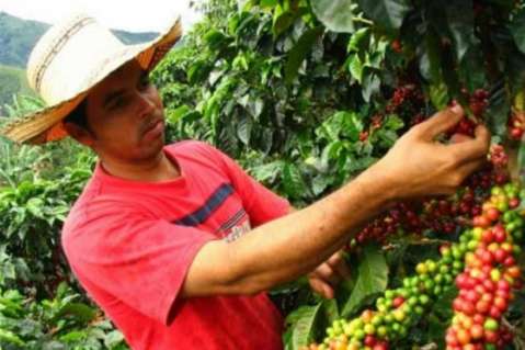 Alertan nueva crisis en el sector cafetero