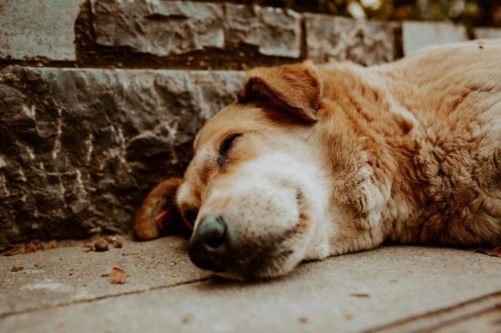 Maltrato animal en Bogotá crece 62 % en 2025: diciembre es el mes más crítico