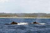 Dispositivos satelitales implementados en animales transmiten primeras señales de localización