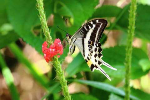 Esta es la llamativa mariposa que acaba de descubrir la ciencia
