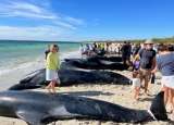 Más de 160 ballenas quedaron varadas en playa de Australia, ¿qué pasó?