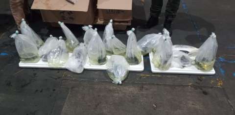 En Bogotá, autoridades incautaron 25 peces que se pretendían exportar a Hong Kong