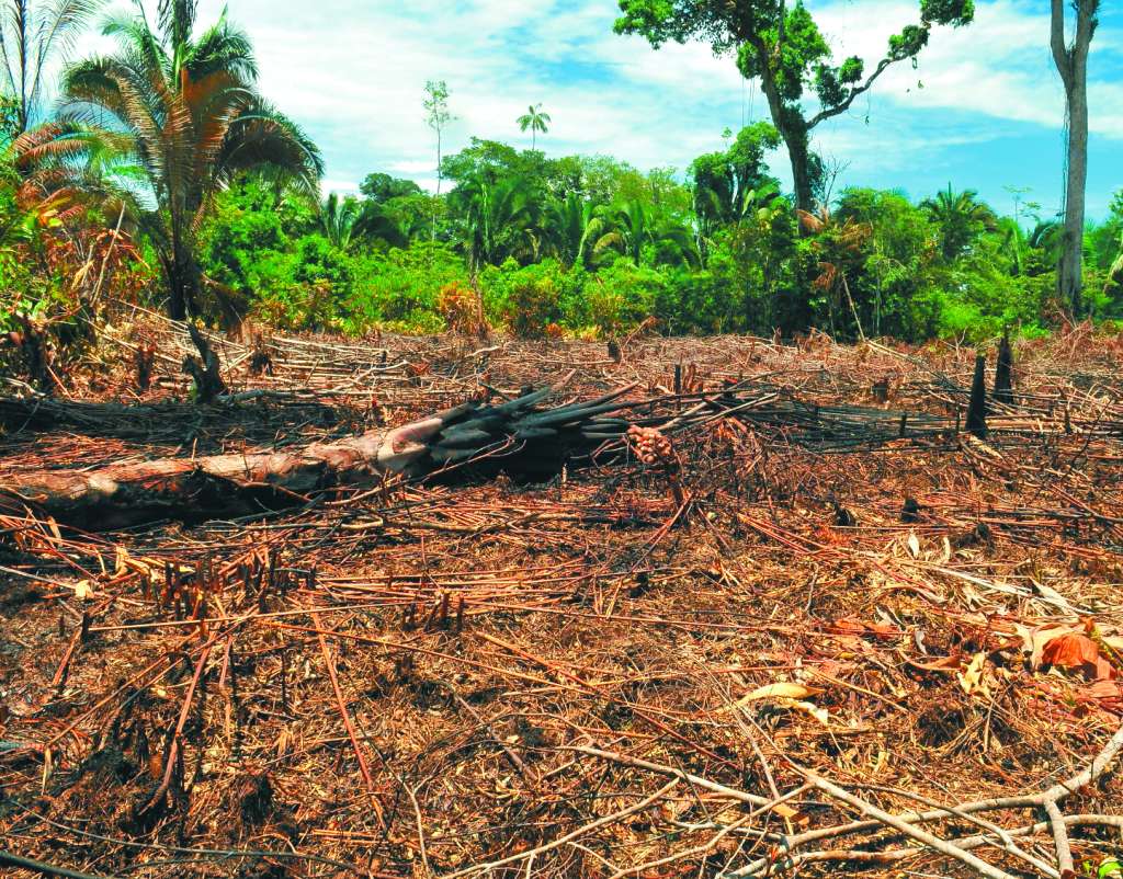 La tala ya destruyó el 17% del bosque amazónico original. Científicos creen que de no parar, el ecosistema está en riesgo de no poder regenerarse y perderse para siempre. / Herminso Ruiz