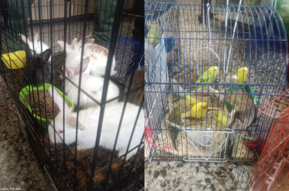 Encuentran 78 animales vivos en Plaza del Restrepo