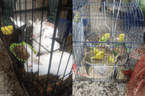 Rescatan a más de 70 animales que eran comercializados en la Plaza del Restrepo