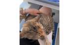 Gato callejero en Grecia se vuelve viral por colarse en el almuerzo de una turista