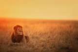 Tres cachorros encontrados en Senegal dan esperanzas de salvar a leones en África