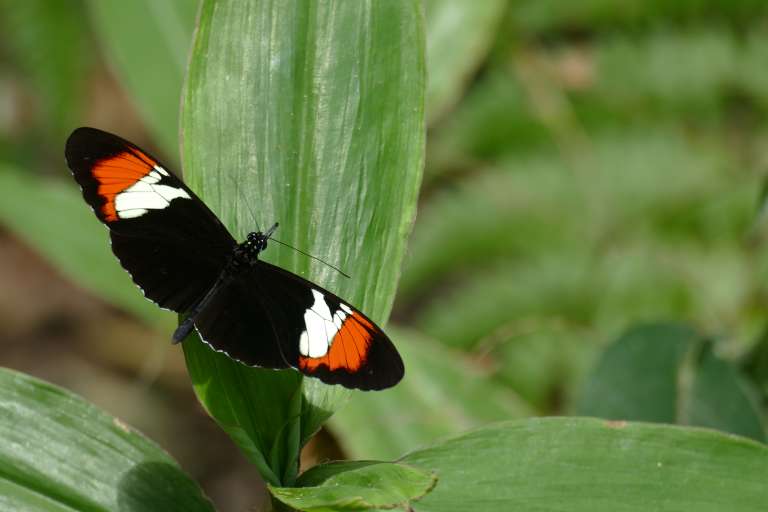 Esta especie habita bosques premontanos y húmedos en el PNN Sierra de La Macarena, y en Villavicencio en el departamento de Meta, y bosques cerca al río Guavio, río Negro y Medina en Cundinamarca.