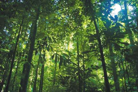 ¿Le interesa la Amazonia? Prográmese con la Primera Gran Semana por los Bosques