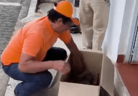 Murió guagua loba: otra víctima de los incendios forestales en Colombia