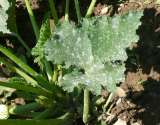¿Qué es el polvillo blanco que le aparece a las hojas de las plantas?