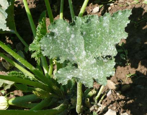 Plagas y enfermedades en plantas: cuáles son y cómo eliminarlas