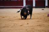Procuraduría abre investigación a polémica corrida de toros en Barbosa, Santander