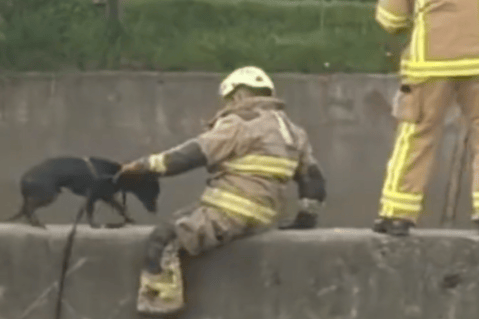 Bomberos rescatan perro y logran sacarlo de un canal de aguas negras en Bogotá