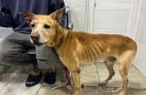 Despidieron a hombre que agredió al perro Max, en Candelaria, Valle