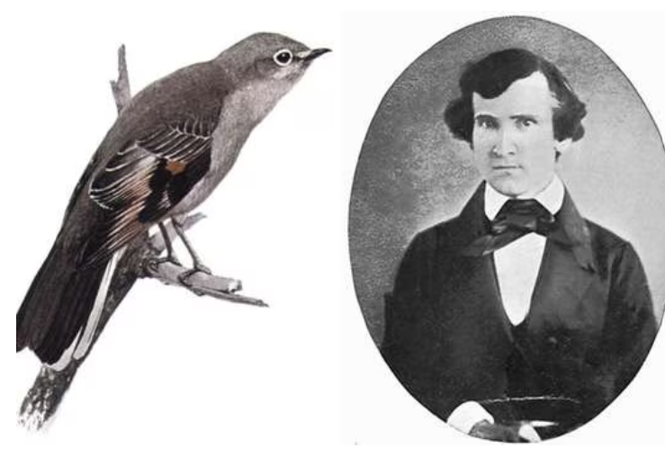 Townsend’s solitaire, ave cuyo nombre común honra a John Kirk Townsend.
