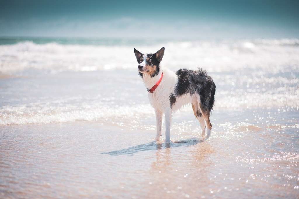 Las playas para perros en España en 2024