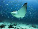 El revelador informe que muestra la grave pérdida de biodiversidad global