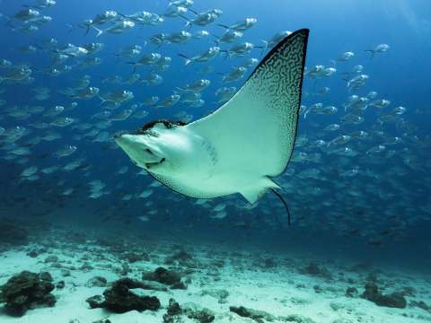 El revelador informe que muestra la grave pérdida de biodiversidad global