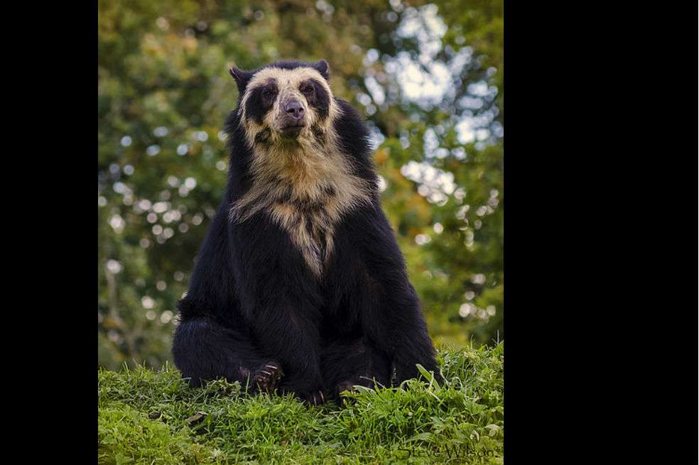 Steve Wilson/ iNaturalist