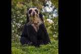 El porqué es grave que hayan matado un oso andino en Arauca