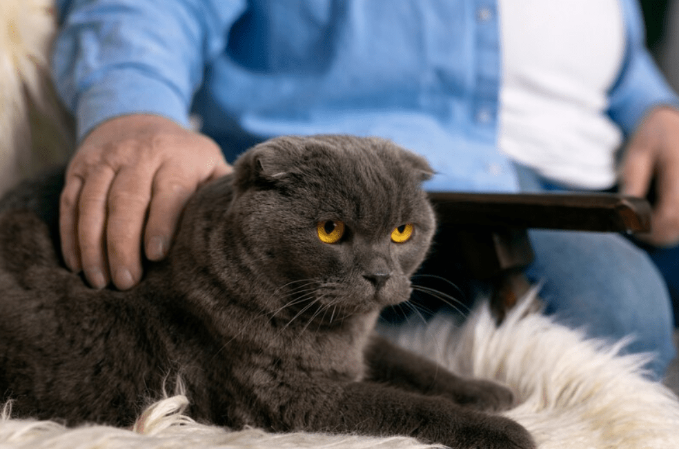 ¿En qué cambia un gato cuando pasa de ser adulto a senior?