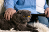 Así es la última etapa de vida de un gato