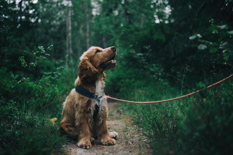 Se estrenarán “baños para mascotas” en Bogotá, ¿en qué consisten?