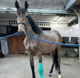 (Video) La historia de Valentino, el caballo que rescató y adoptó Jhonny Rivera