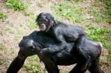 Presencia de humanos altera drásticamente la cultura y conducta de los chimpancés
