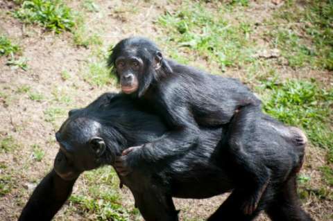 Presencia de humanos altera drásticamente la cultura y conducta de los chimpancés
