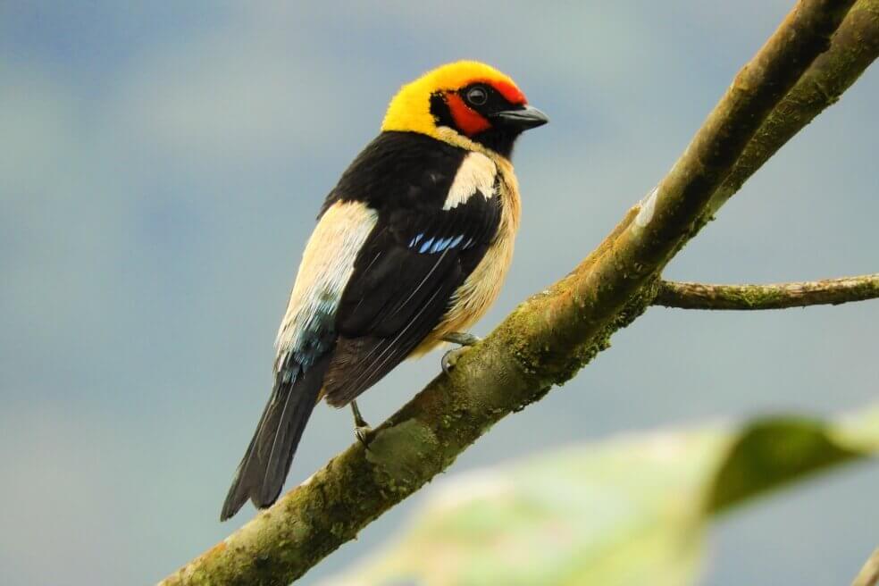 Pajareros colombianos registraron un total de 1.440 especies de aves en el Global Big Day realizado el pasado sábado 9 de mayo.
/ Hernán Álvarez