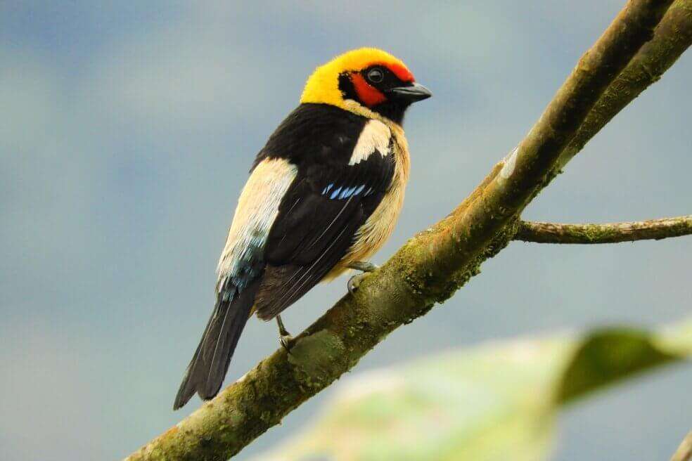 Pajareros colombianos registraron un total de 1.440 especies de aves en el Global Big Day realizado el pasado sábado 9 de mayo.
/ Hernán Álvarez