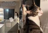 Inesperada sorpresa: pensaba que su novio bajaba la persiana, pero era su gato