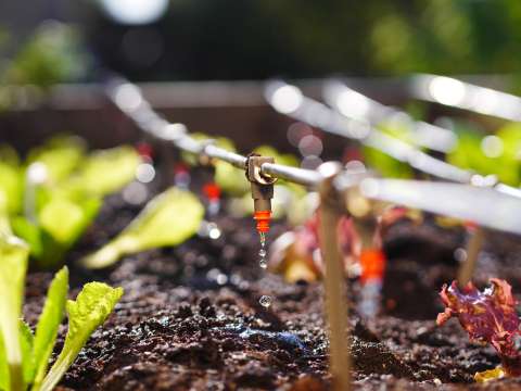 ¿Cada cuánto se deben fertilizar las plantas?