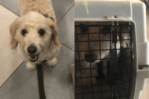 Denuncian que perro de apoyo emocional quedó encerrado por horas en un avión de Avianca