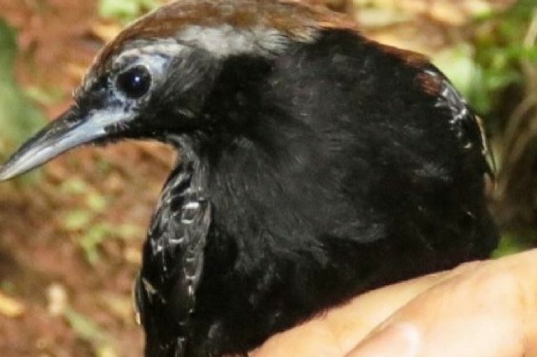 Descubren una nueva especie de ave en la Amazonía