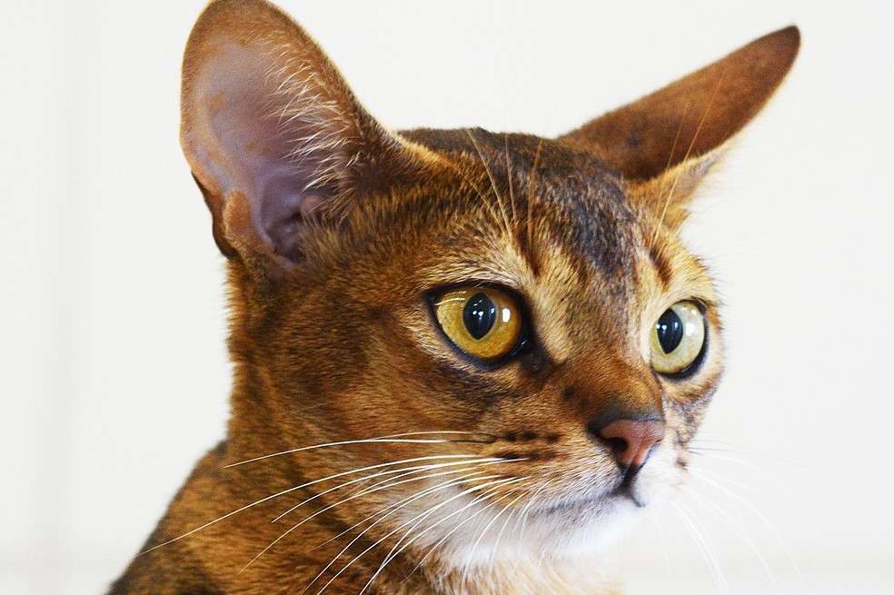 gato, gato en casa. minino, felino. Gato abisinio