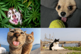 En imágenes: los finalistas de las fotos más graciosas de mascotas en 2023