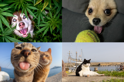 En imágenes: los finalistas de las fotos más graciosas de mascotas en 2023
