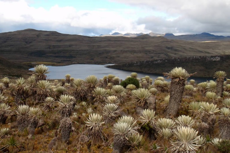 Colombia y su promesa de liderazgo ambiental
