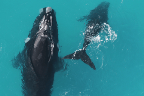 ¿Quiere ver ballenas francas en Argentina? Siga estas recomendaciones
